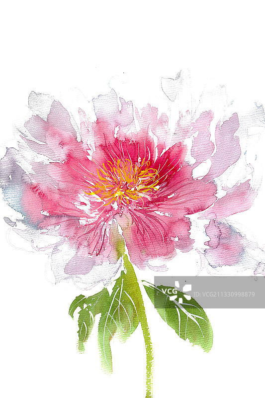 美丽的赵粉牡丹图片素材