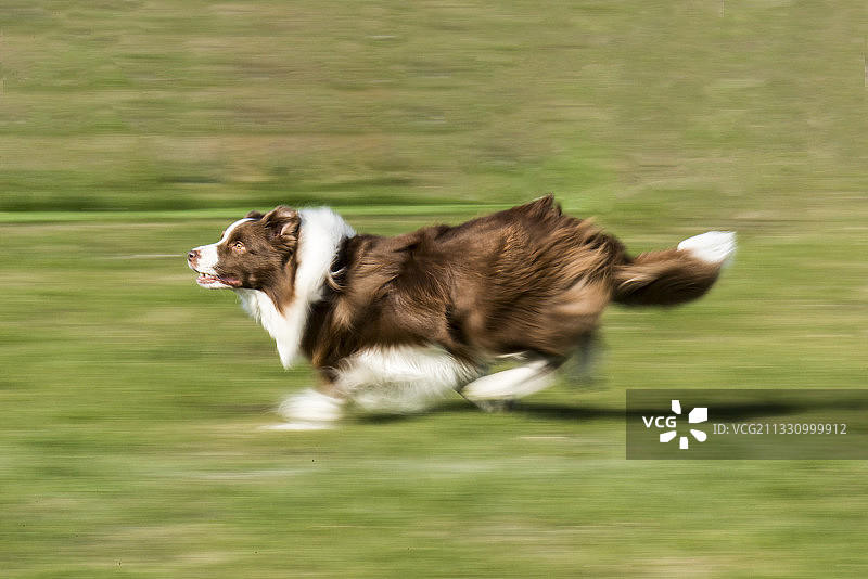 动如脱兔图片素材
