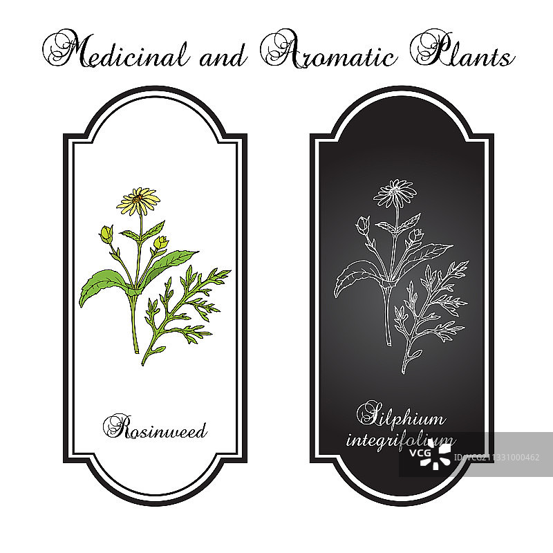 菊叶松香草药用植物图片素材