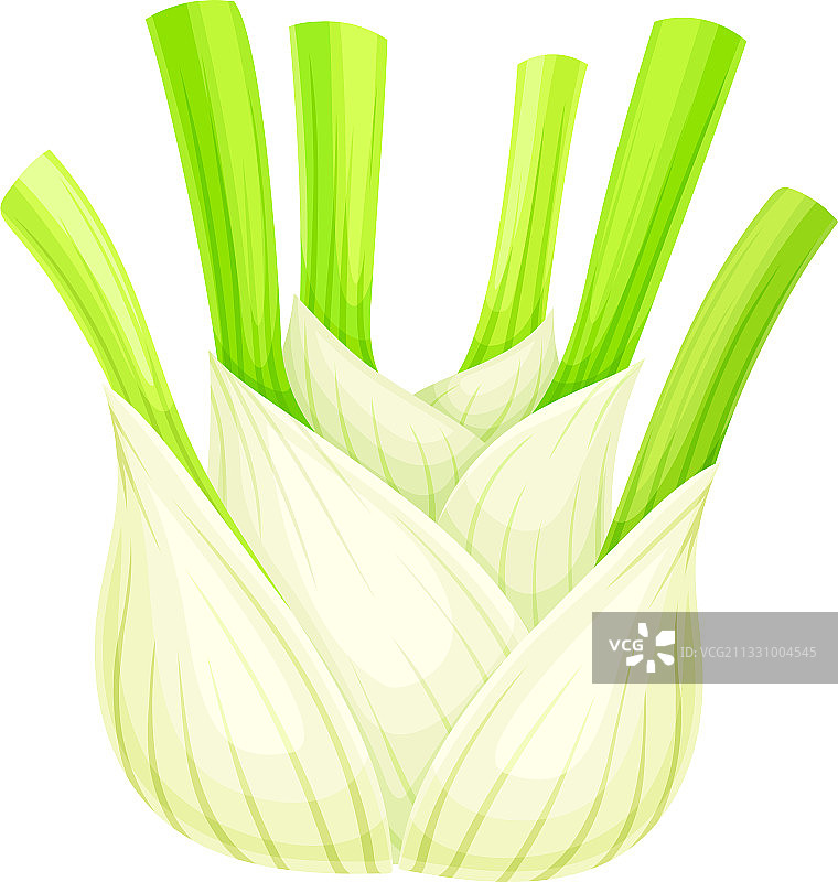 茴香或意大利茴香球茎与绿叶图片素材