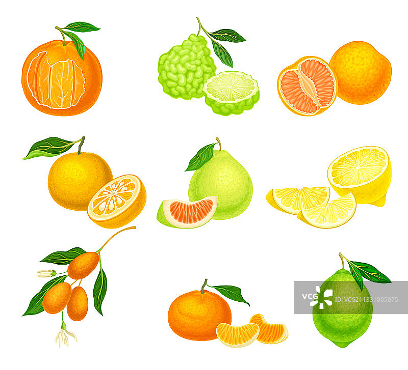 含有橘子的柑橘类水果图片素材
