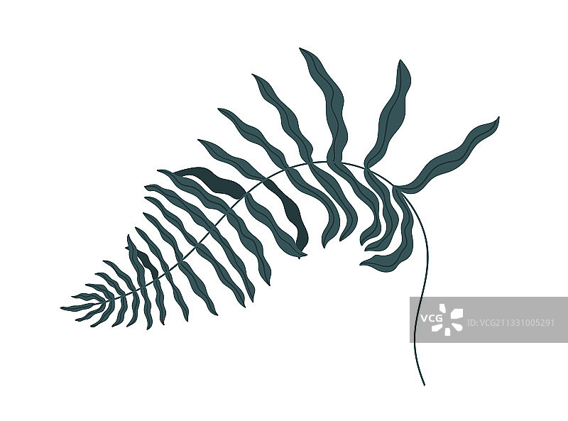 白色背景上孤立的弯曲蕨类叶图片素材