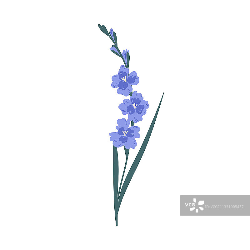 精致的蓝色唐菖蒲花茎图片素材