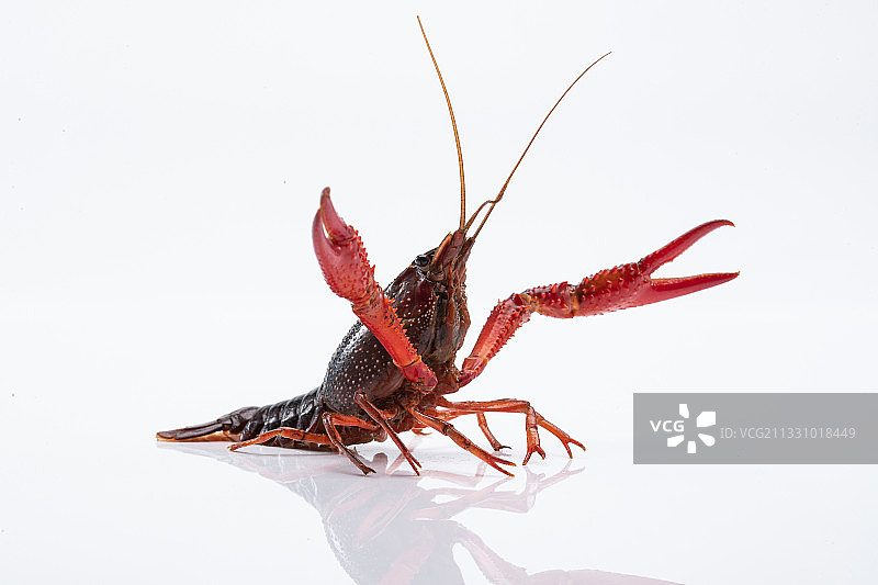 小龙虾图片素材