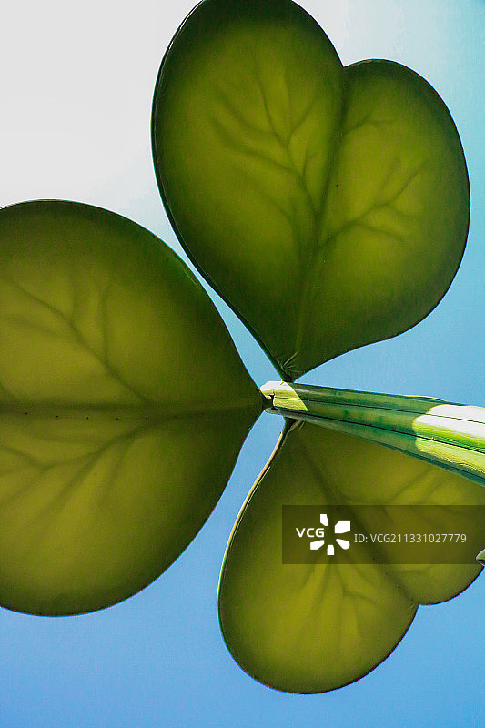 梦幻国度的三叶草大伞图片素材