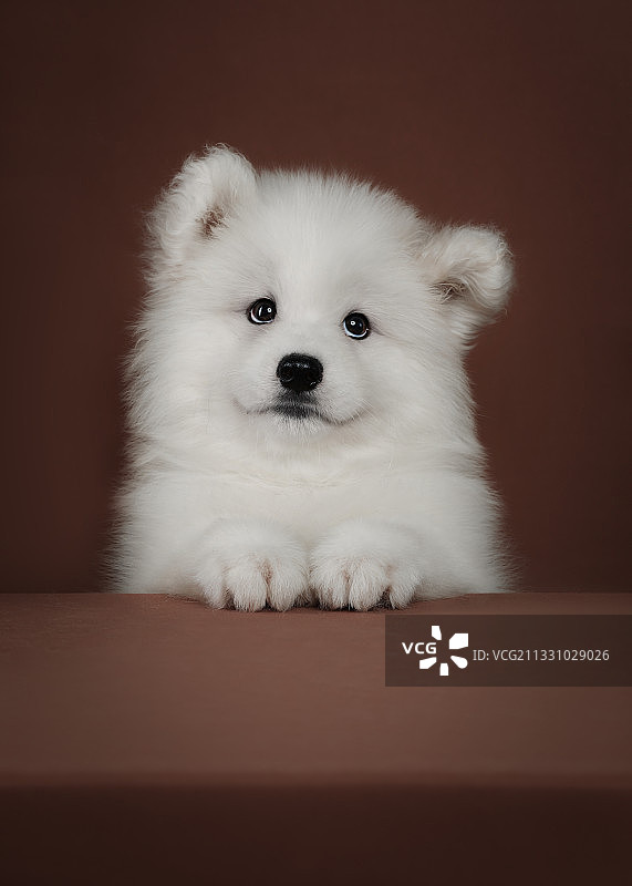 萨摩耶犬图片素材