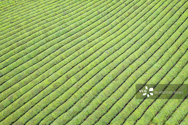 贵州省湄潭县永兴镇的中国西部万亩茶海茶垄线条图片素材
