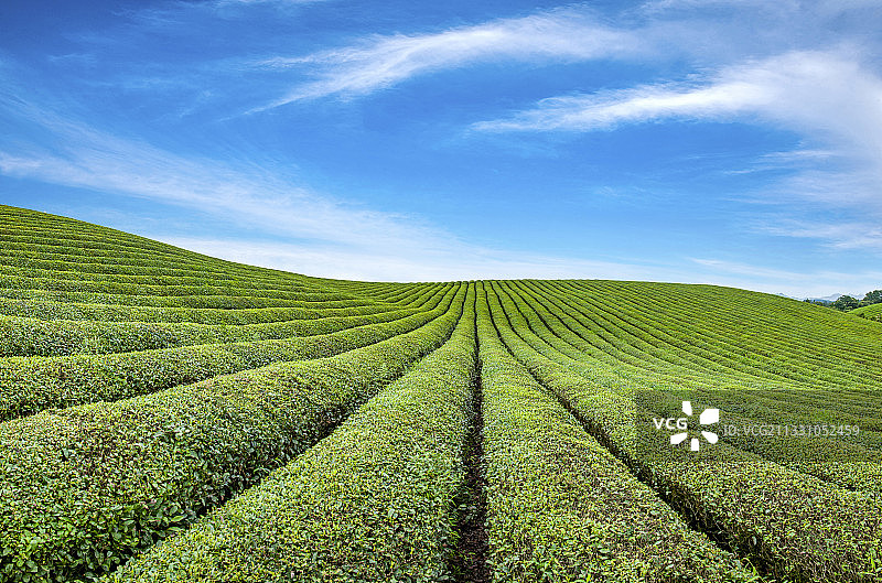 贵州省湄潭县永兴镇的中国西部万亩茶海图片素材