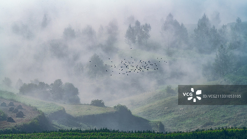 雾绕山林飞鸟尽图片素材