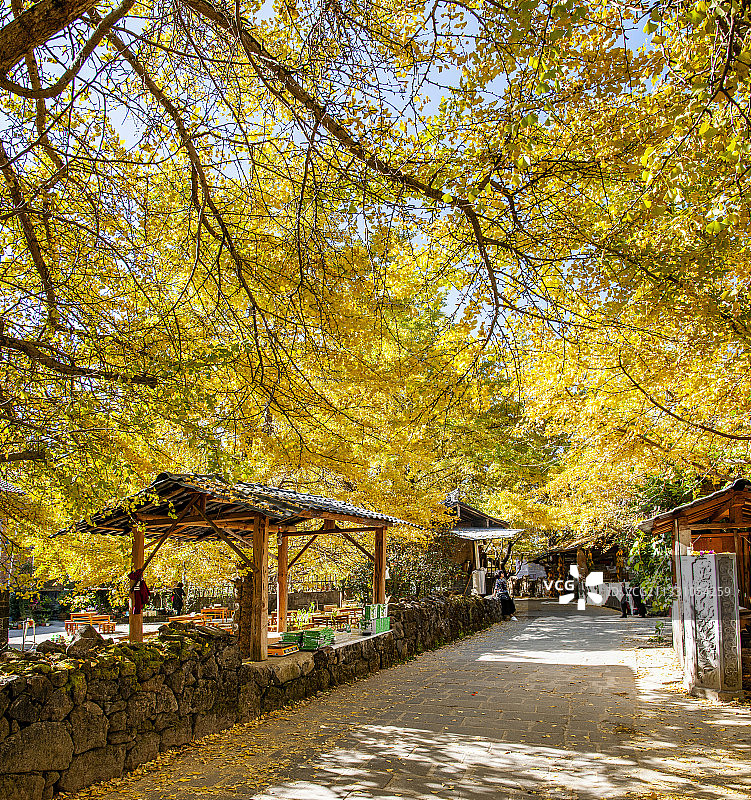 云南省腾冲市固东镇银杏村银杏树下的街坊图片素材