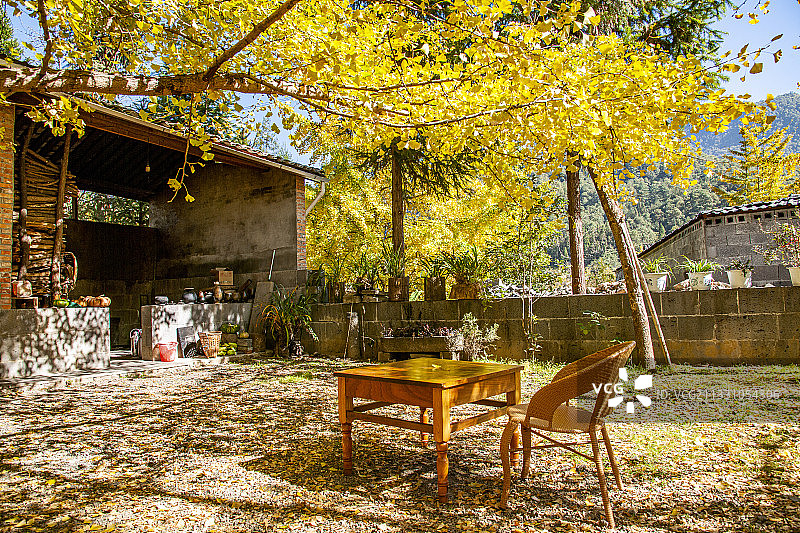 云南省腾冲市固东镇银杏村银杏树下的街坊图片素材