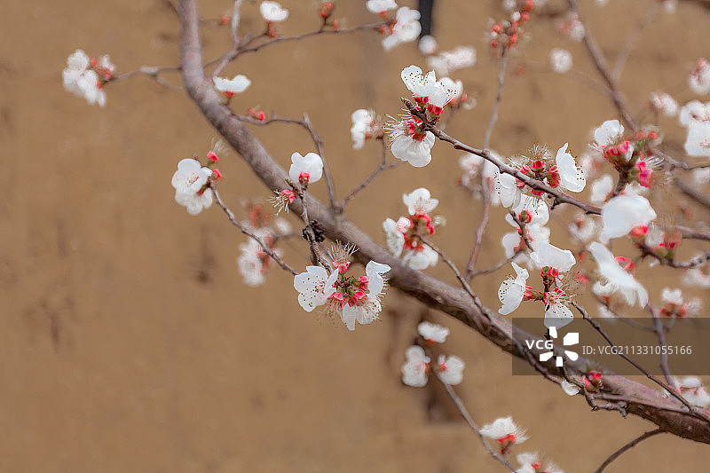 杏花图片素材