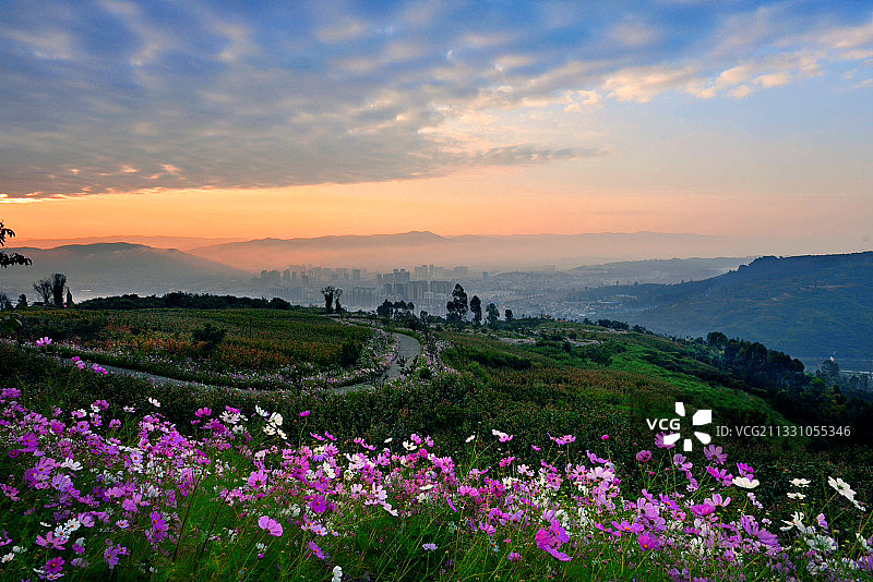 盛开的波斯菊图片素材