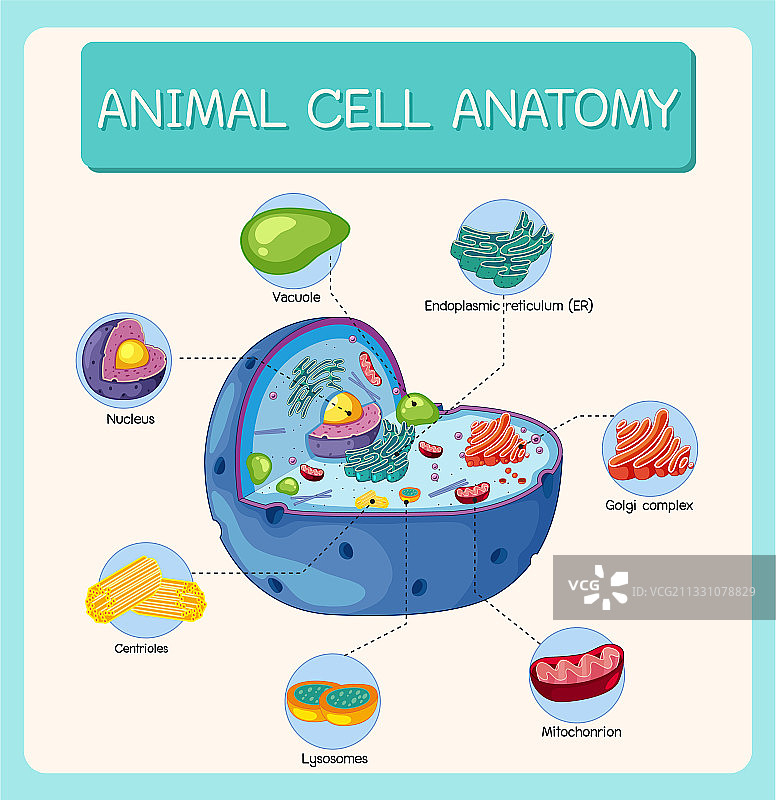 动物细胞生物学图解图片素材
