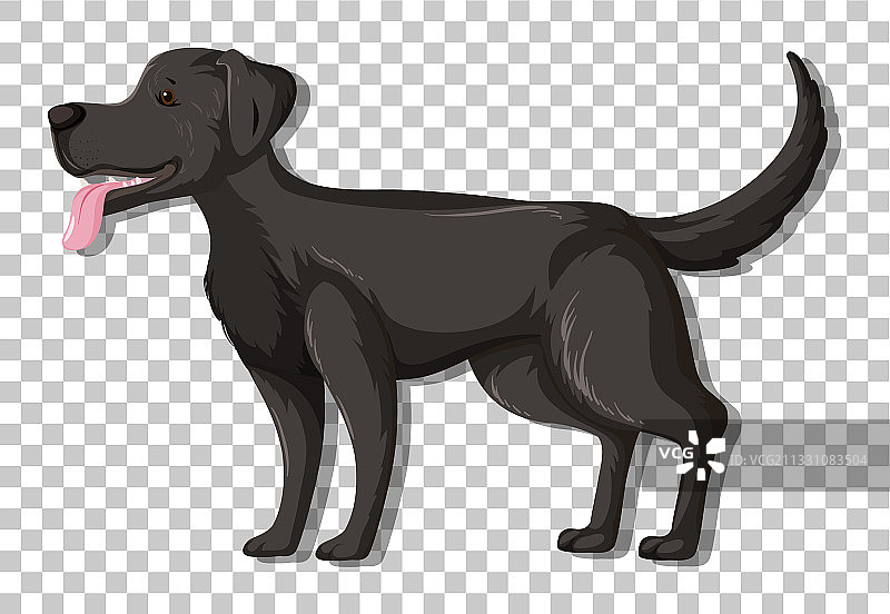 站立的黑色拉布拉多寻回犬图片素材