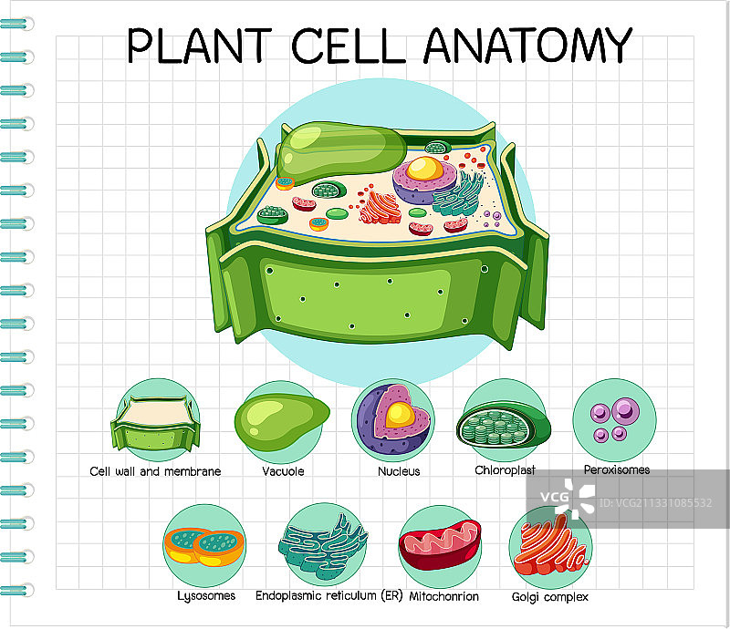 植物细胞生物学解剖图图片素材