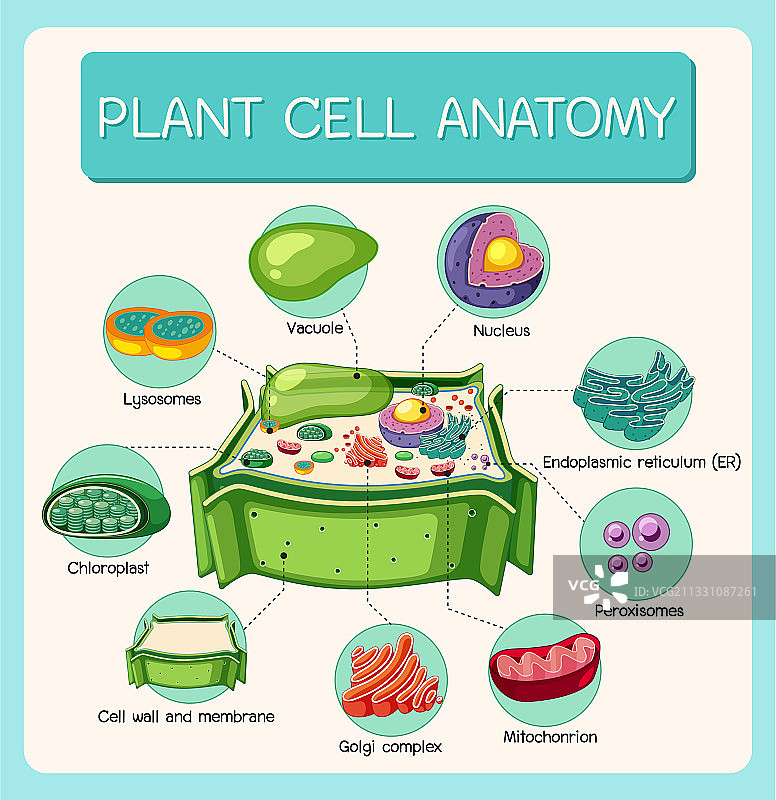 植物细胞生物学解剖图图片素材