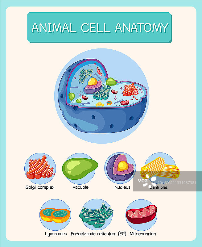 动物细胞生物学图解图片素材