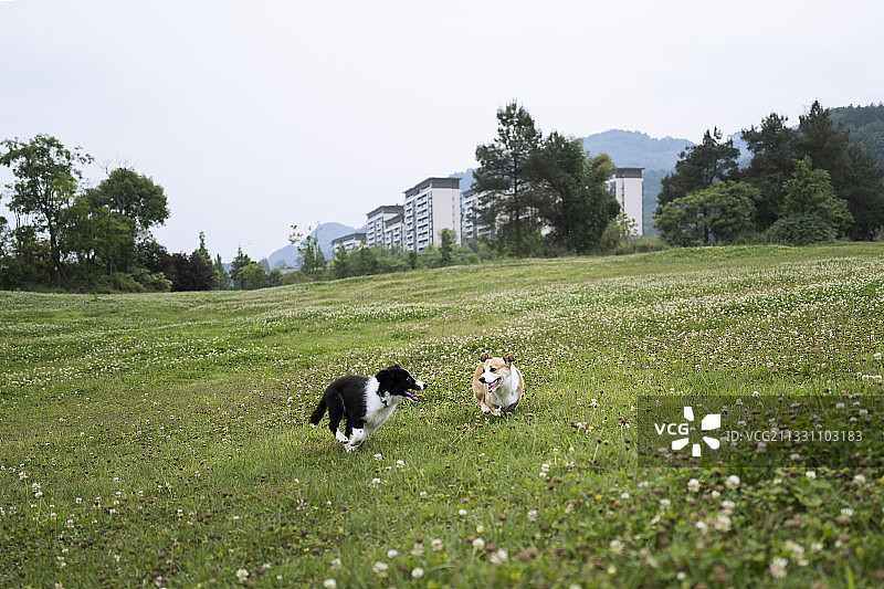 两只正在玩耍的小狗图片素材