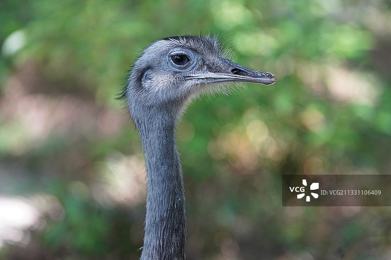 美洲鸵鸟头部特写图片素材
