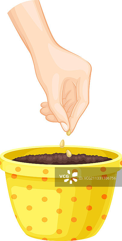在花盆土壤中用手种植种子图片素材
