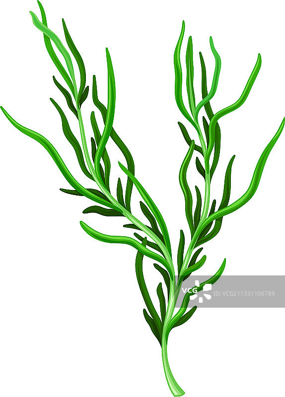 深绿色海藻图片素材