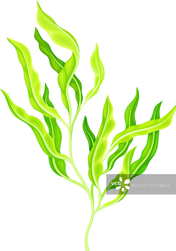 绿色羊栖菜或马尾藻（亚洲海藻）图片素材