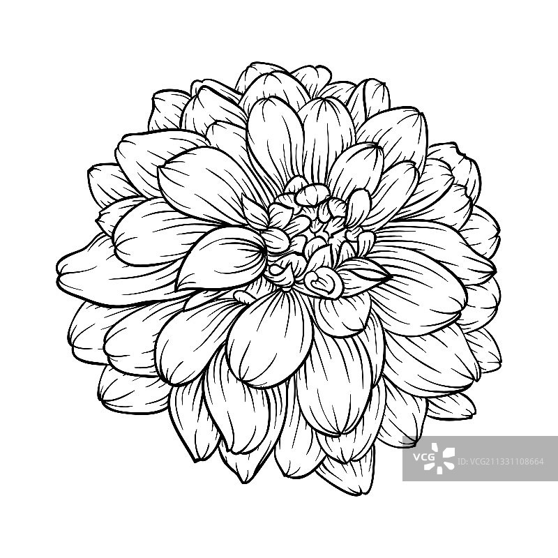 黑白大丽花图案图片素材