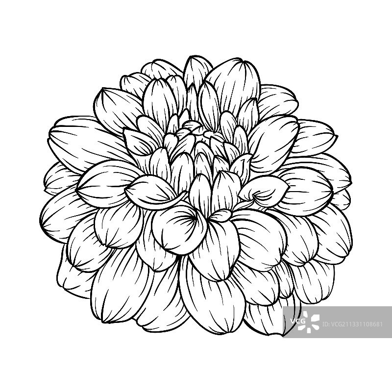 黑白大丽花图案图片素材