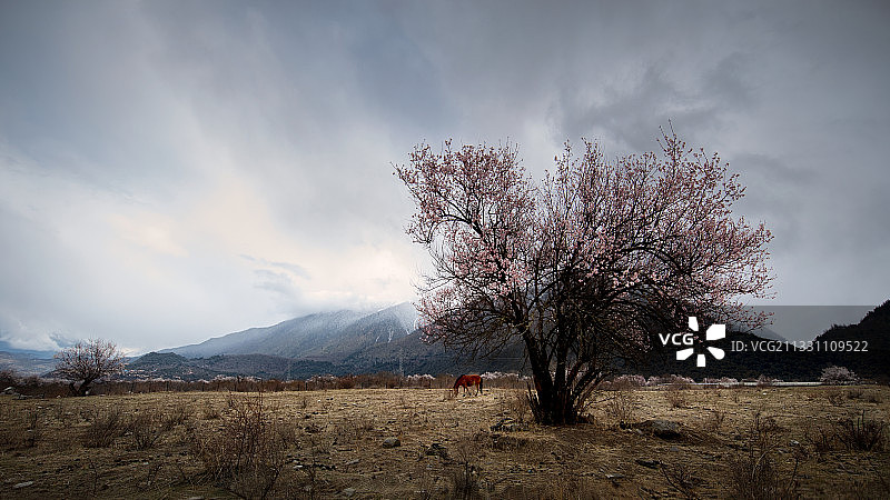 波密桃花沟图片素材