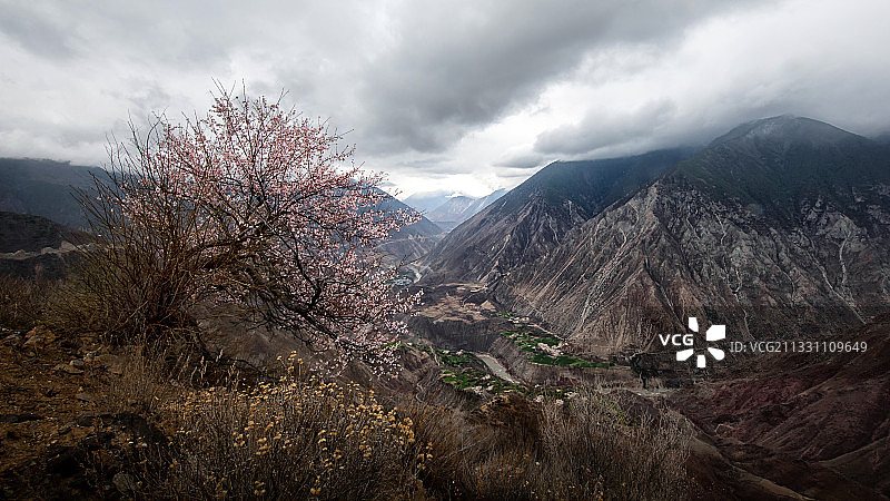 峡谷桃花图片素材