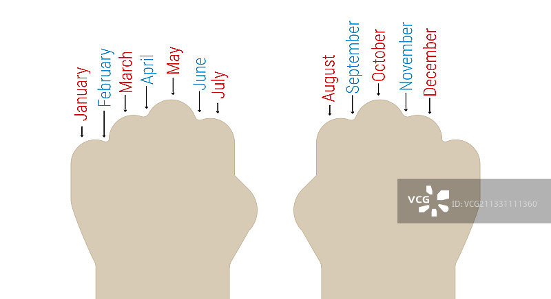 用指关节确定月份长度图片素材