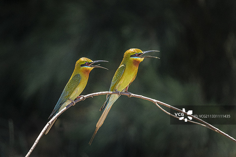 栗喉蜂虎图片素材