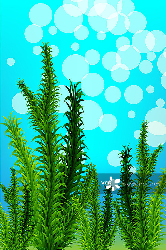海洋绿色海藻生物图片素材
