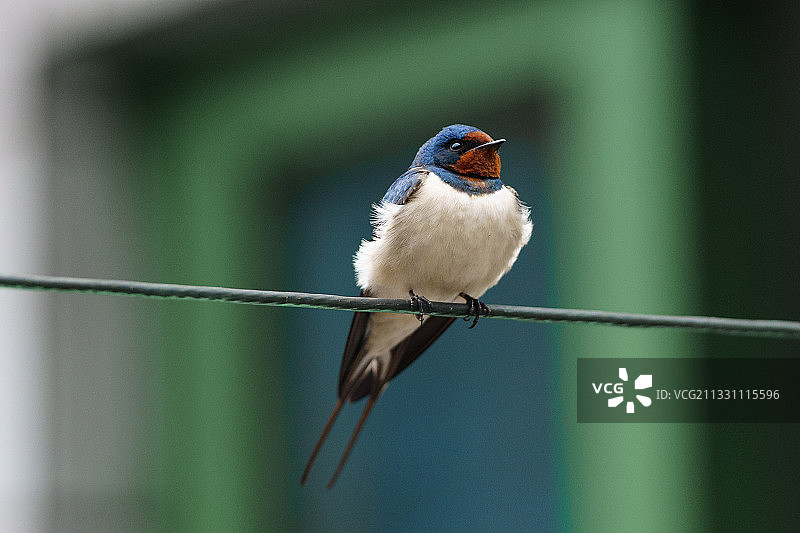 小燕子2图片素材