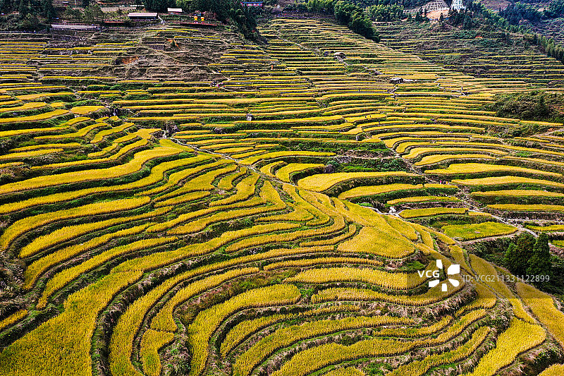 秋后准备丰收的梯田图片素材