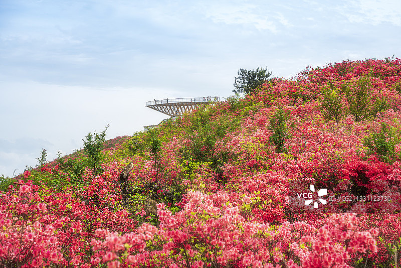 浙江 丽水 绚烂的桃源尖万亩杜鹃花海图片素材