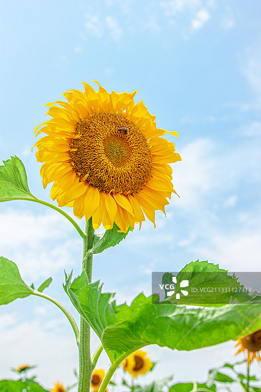 向日葵图片素材