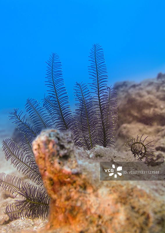 海底的蕨菜图片素材