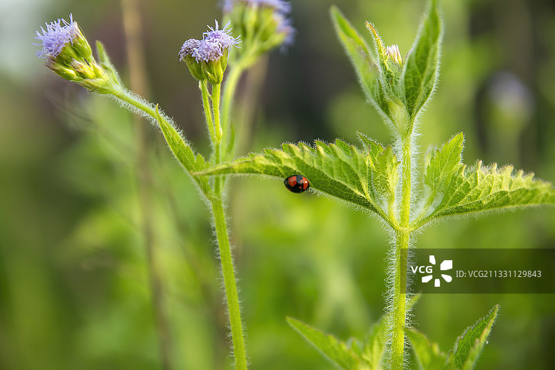 白天福州沙滩公园园内一株一只七星瓢虫倒挂在一株花上图片素材