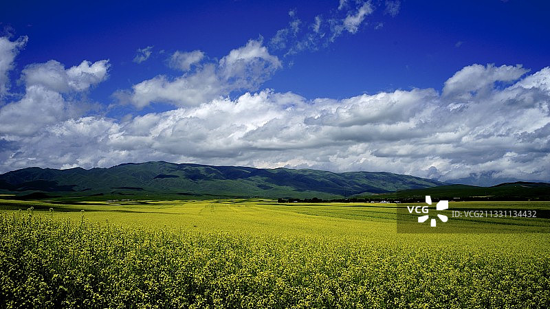 昭苏油菜花海图片素材