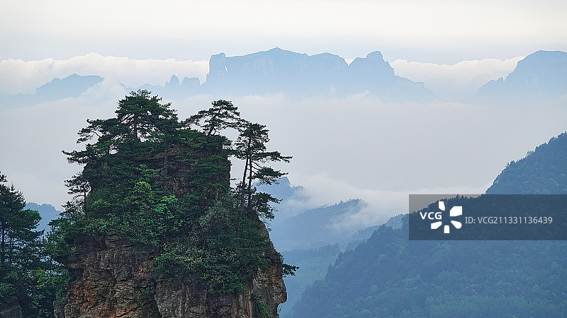 松、山、云海 - 张家界黄石寨 五指峰一角图片素材