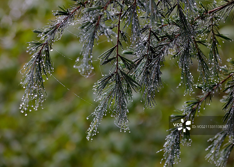 雨中松针图片素材