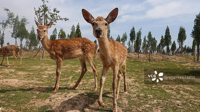 森林中的梅花鹿图片素材