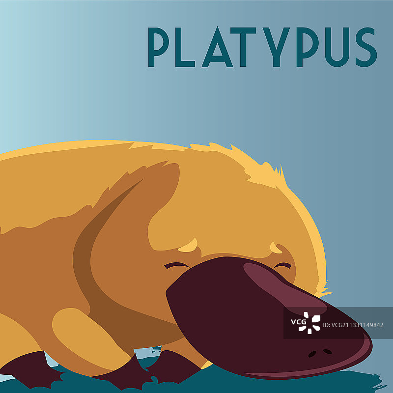 澳大利亚本土野生动物鸭嘴兽图片素材