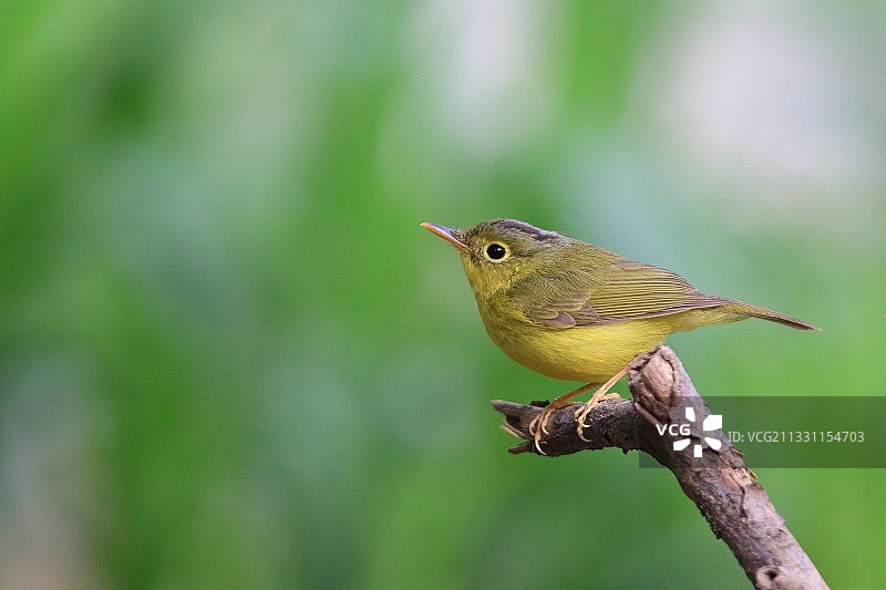 金眶鶲莺图片素材