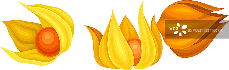 灯笼果或印度人参纸质外壳或萼片图片素材