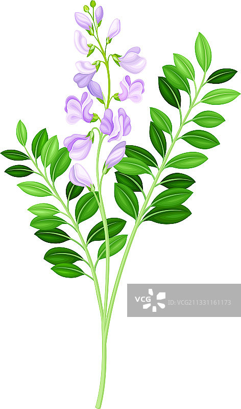 紫色小花的茎生植物图片素材