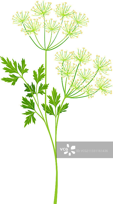 茴芹开花植物，带有羽毛状叶子图片素材