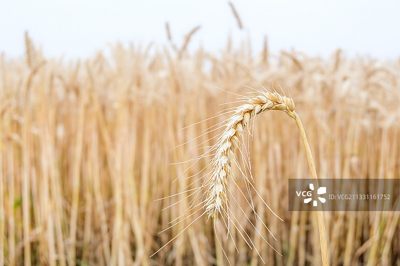 垂下来的成熟麦穗图片素材